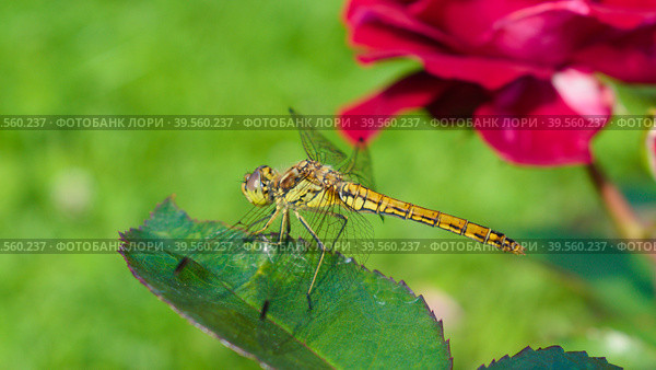Самка стрекозы кроваво-красной (Sympetrum sanguineum) на цветах розы. Стоковое фото, фотограф Евгений Капранов / Фотобанк Лори