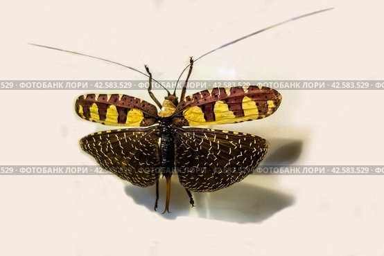 Сана - индийский кустарниковый сверчок, изолированный на белом фоне/ Katydid Sanaa regalis isolated on white background. Стоковое фото, фотограф Iva Noel / Фотобанк Лори