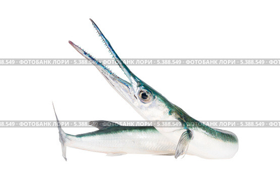 Сарган крокодиловый или Hound needlefish (Tylosurus crocodilus) с разинутой пастью. Стоковое фото, фотограф Ирина Кожемякина / Фотобанк Лори