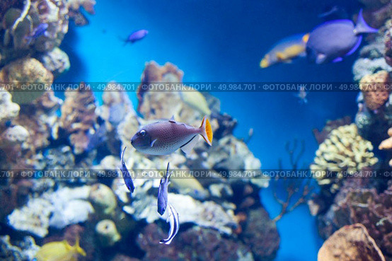 Sargassum Triggerfish swimming on coral reef in aquarium. Sargassum Triggerfish swimming. Стоковое фото, агентство Ingram Publishing / Фотобанк Лори