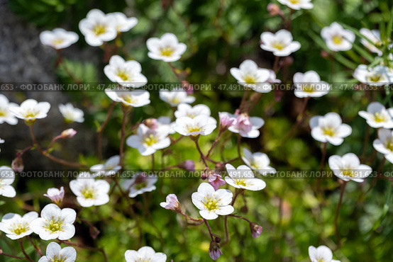 Saxifraga hypnoides in bloom, also called mossy saxifrage. Стоковое фото, фотограф EugeneSergeev / Фотобанк Лори