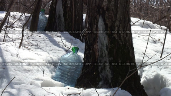 Сбор берёзового сока в лесу. Collecting birch sap in the forest. Стоковое видео, видеограф Евгений Романов / Фотобанк Лори