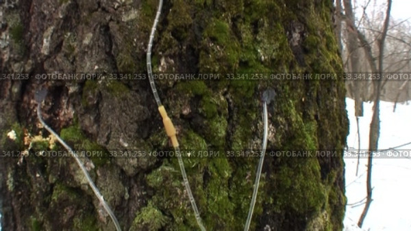 Сбор берёзового сока в лесу. Collecting birch sap in the forest. Стоковое видео, видеограф Евгений Романов / Фотобанк Лори