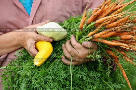 Сбор урожая овощей./ The harvest of vegetables. Стоковое фото, фотограф Наталья Баранова / Фотобанк Лори