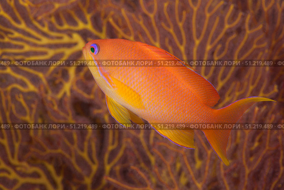 Scalefin anthias fish Beqa Lagoon, Fiji. Terry Moore/Stocktrek Images/TASS. Стоковое фото, агентство ТАСС / Фотобанк Лори
