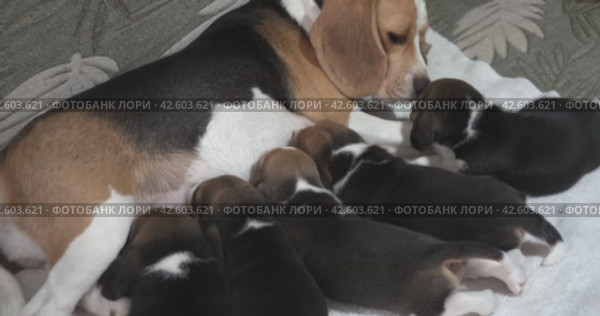 Щенки сосут молоко матери. Group puppies sucking milk from mom dog. Puppies breed beagle age 24 days. Стоковое видео, видеограф EStarodubov / Фотобанк Лори