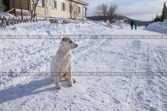 Щенок алабая (сука 4 мес.) сидит на дороге (2017 год). Редакционное фото, фотограф Светлана Попова / Фотобанк Лори