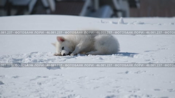 Щенок Белой Швейцарской Овчарки / Slow motion video of a small White Swiss Shepherd Dog puppy lies in the snow and chews on a stick in winter. Стоковое видео, видеограф Сергей Пристяжнюк (Serg Zastavkin) / Фотобанк Лори