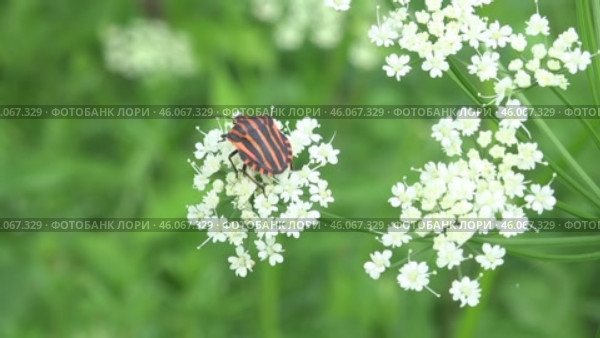 Щитник линейчатый или Клоп итальянский Graphosoma italicum. Стоковое видео, видеограф Александр Мамонтов / Фотобанк Лори
