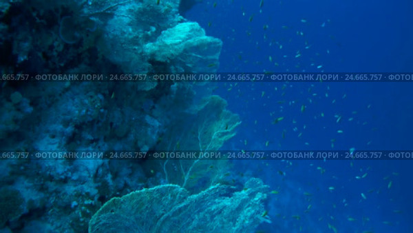 School of fish Sea goldie - Pseudanthias squamipinnis float above gorgonian seafan - Gorgonia flabellum (top view) Стоковое видео, видеограф Некрасов Андрей / Фотобанк Лори