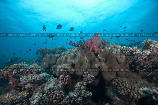 Schooling anthias fish and healthy corals of Beqa Lagoon, Fiji. Terry Moore/Stocktrek Images/TASS. Стоковое фото, агентство ТАСС / Фотобанк Лори