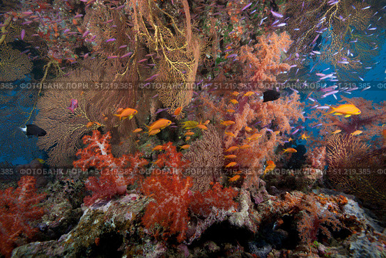 Schooling scalefin anthias fish and soft corals of Beqa Lagoon, Fiji. Terry Moore/Stocktrek Images/TASS. Стоковое фото, агентство ТАСС / Фотобанк Лори