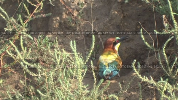 Щурка золотистая Merops apiaster у своей норки. Стоковое видео, видеограф Александр Мамонтов / Фотобанк Лори