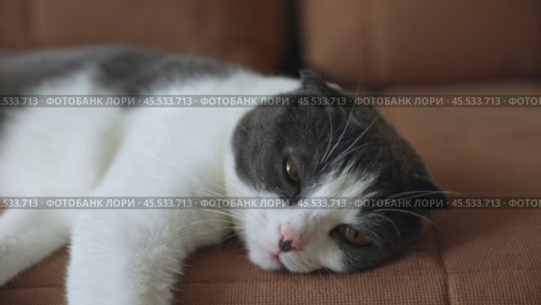 Scottish fold white and gray cat lying on the brown sofa at home. Pet concept. Стоковое видео, видеограф Ирина Михайличенко / Фотобанк Лори
