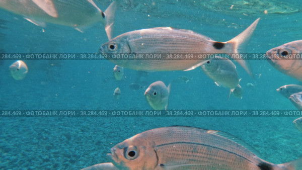 Sea fish in clear water. Стоковое видео, видеограф Данил Руденко / Фотобанк Лори