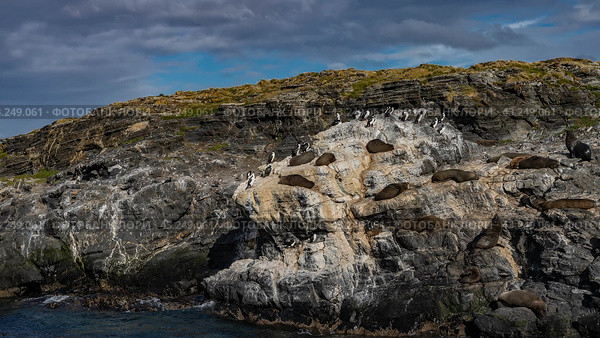 Sea lions are resting, lying on the ledges of a rocky island. The cormorants sat down next to each other. Sparse grassy vegetation on the cliff. Clouds in the blue sky. Argentina. Isla de los lobos. Стоковое фото, фотограф Вера Ивановна Кубарева / Фотобанк Лори