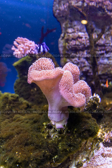 Sea reef - purple giant carpet sea anemone Stichodactyla gigantea. Стоковое фото, фотограф Евгений Ткачёв / Фотобанк Лори