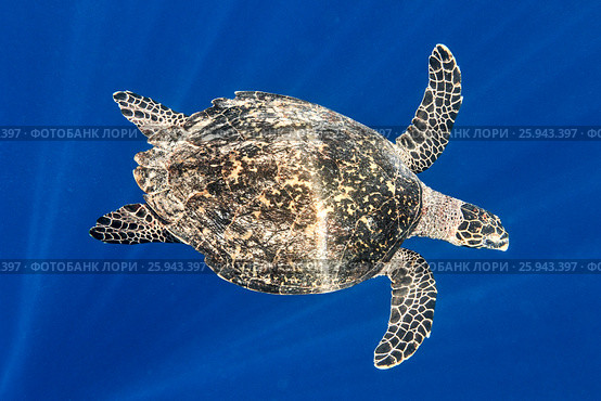 Sea Turtle. Стоковое фото, фотограф М / Фотобанк Лори