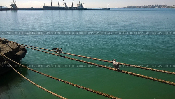 Seagull sitting on mooring ropes. Birds of the sea bay. Стоковое фото, фотограф Леонид Еремейчук / Фотобанк Лори