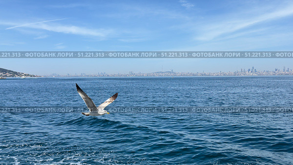Seagulls Flying Above Bosporus Strait in Istanbul Sailboat and yacht racing in the Bosphorus and the Sea of Marmara Bosphorus Strait in Istanbul, Turkey Beautiful view of the Bosphorus shore on a sunny day, full of residential houses, Istanbul, Turkey. A wide view of the Bosphorus Strait in Istanbul, with the city's skyline and coastal buildings in the background. A ship sails across the calm waters under the clear blue sky. Стоковое фото, фотограф Zita Khasanova / Фотобанк Лори