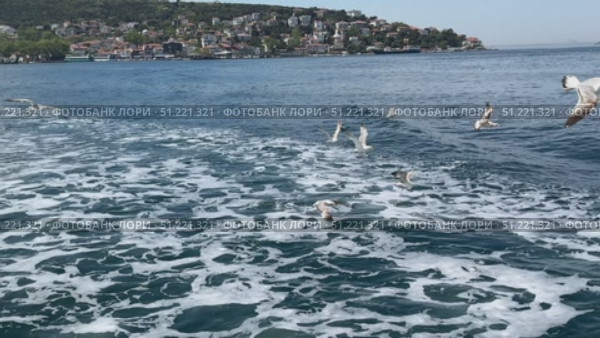 Seagulls Flying Above Bosporus Strait in Istanbul Sailboat and yacht racing in the Bosphorus and the Sea of Marmara Bosphorus Strait in Istanbul, Turkey Beautiful view of the Bosphorus shore on a sunny day, full of residential houses, Istanbul, Turkey. A wide view of the Bosphorus Strait in Istanbul, with the city's skyline and coastal buildings in the background. A ship sails across the calm waters under the clear blue sky. Стоковое видео, видеограф Zita Khasanova / Фотобанк Лори