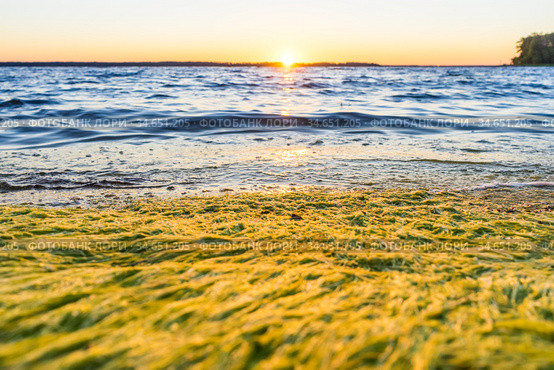 Seaweed by the sea. Стоковое фото, фотограф Дмитрий Тищенко / Фотобанк Лори