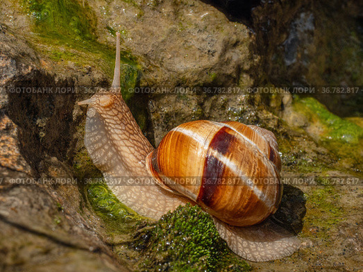 Съедобная улитка или эскарго ползёт по камням. Edible snail or escargot (Helix pomatia) crawls on the rock. Стоковое фото, фотограф Евгений Романов / Фотобанк Лори