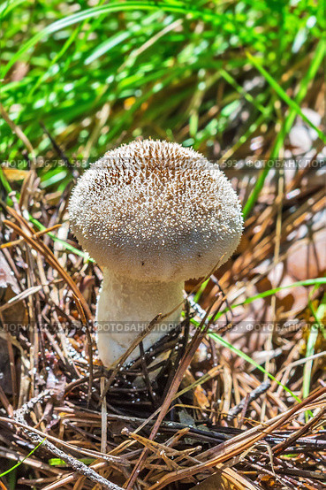 Съедобный гриб головач продолговатый (лат. Calvatia excipuliformis). Новосибирская область, Сибирь, Россия, август. Стоковое фото, фотограф Евгений Мухортов / Фотобанк Лори