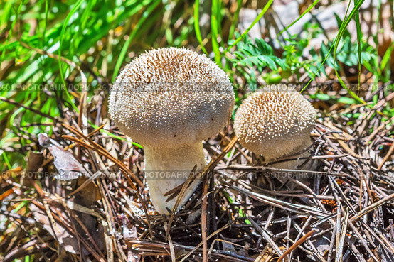 Съедобный гриб головач продолговатый (лат. Calvatia excipuliformis). Новосибирская область, Сибирь, Россия, август. Стоковое фото, фотограф Евгений Мухортов / Фотобанк Лори