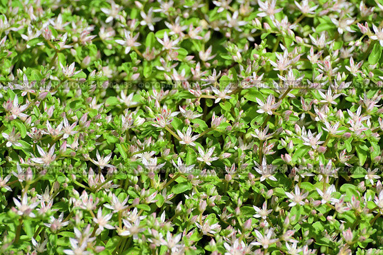 Седум (Sedum) или очиток - красивое почвопокровное декоративное многолетнее растение. Стоковое фото, фотограф Владимир Литвинов / Фотобанк Лори