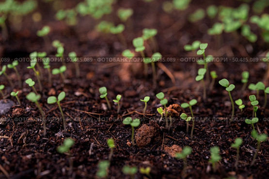 Seedlings in the planting tray. Selective focus. Стоковое фото, агентство Ingram Publishing / Фотобанк Лори