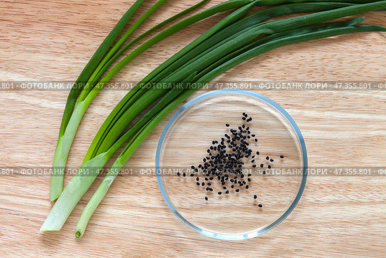 Seeds of spicy salad onion in petri dish and green long leaves fresh organic vegetable onions on wooden cutting board. Seeds before sowing in kitchen garden. Flat lay, close-up, top view. Стоковое фото, фотограф Виктория Катьянова / Фотобанк Лори