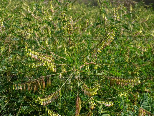 Сельскохозяйственные посевы астрагала перепончатого. Field of Mongolian milkvetch (Astragalus membranaceus). Стоковое фото, фотограф Евгений Романов / Фотобанк Лори