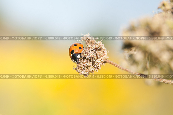 Семиточечная коровка (Coccinella septempunctata) на сухом цветке. Стоковое фото, фотограф Алёшина Оксана / Фотобанк Лори