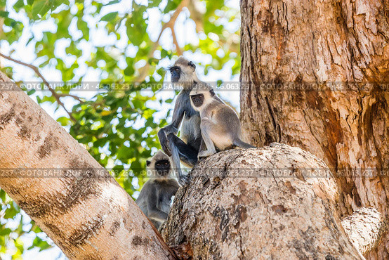 Семья гульманов (Semnopithecus priam), или лангуров, мать и детёныш, сидит на ветвях большого дерева на фоне неба и листвы (2016 год). Стоковое фото, фотограф Анна Ефимова / Фотобанк Лори