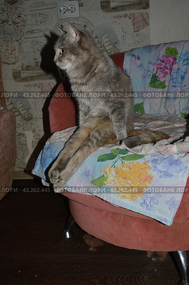 Серая кошечка инвалид Эдди на кресле как человек, свесив ноги  Gray disabled cat Eddie on a chair like a person, dangling his legs. Стоковое фото, фотограф Светлана Федорова / Фотобанк Лори