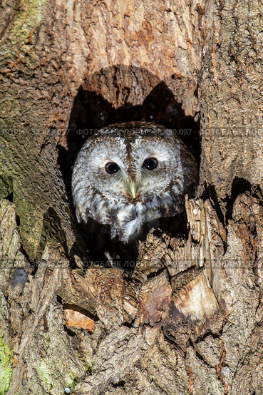 Серая неясыть сидит в дупле (strix aluco) Стоковое фото, фотограф Вячеслав Орос / Фотобанк Лори