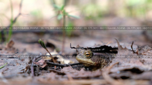 Серая жаба / Bufo bufo or European toad sitting in spring forest. Стоковое видео, видеограф Сергей Пристяжнюк (Serg Zastavkin) / Фотобанк Лори