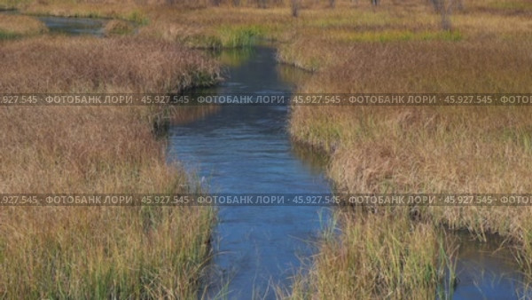 Serene wetland landscape with flowing stream curving through tall marsh grass. Стоковое видео, видеограф Антон Гвоздиков / Фотобанк Лори
