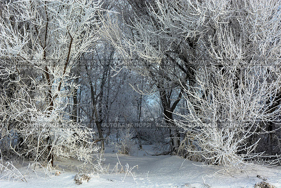 Serene winter scene with frost-covered branches creating a magical white wonderland, snow blankets the ground beneath dormant trees. Стоковое фото, фотограф Владимир Ендовицкий / Фотобанк Лори