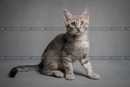 Серенький котенок. Стоковое фото, фотограф Сергей Чупахин / Фотобанк Лори
