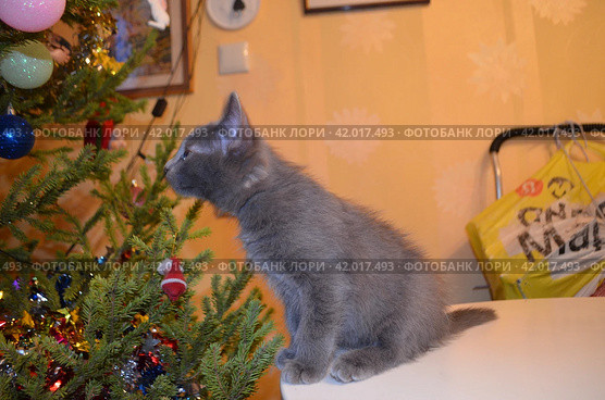Серенький котенок Толик спешит на Рождество Gray kitten Tolik is in a hurry for Christmas (2024 год). Редакционное фото, фотограф Светлана Федорова / Фотобанк Лори