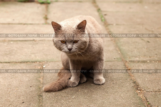 Serious British Shorthair Cat Sitting Outdoors, confident looking forward attentively. Gray british shorthair cat sits calmly on paved surface inside. Pet cats concept. Copy ad text space poster. Стоковое фото, фотограф Aleksandr Golubev / Фотобанк Лори