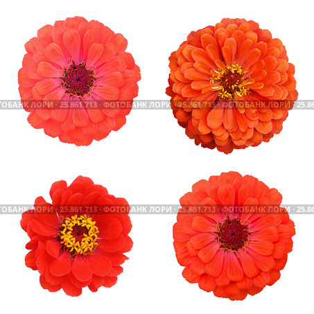 Set 4 zinnia flowers isolated on white background. Стоковое фото, фотограф Елена Зинина / Фотобанк Лори
