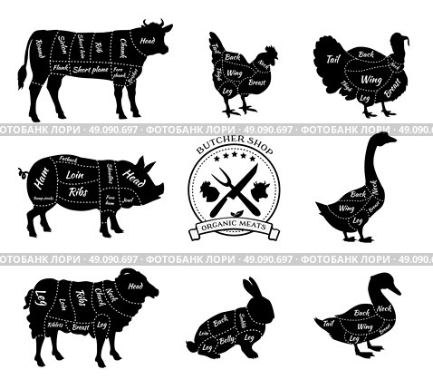 Set a schematic view of animals for butcher shop. Cow and pork, cattle and pig, chicken and lamb, beef and rabbit, duck and swine, goose and turkey, meat illustration. Vector meat cuts. Стоковая иллюстрация, агентство Ingram Publishing / Фотобанк Лори