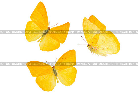 set of apricot sulphur butterfly isolated on white background. apricot sulphur butterfly. Стоковое фото, агентство Ingram Publishing / Фотобанк Лори