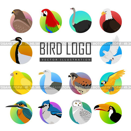 Set of Bird Logo Vector Illustration. Big set of birds vector logo. Collection of fauna icons for illustrating animal theme. Parrot, ara pigeon hawk eagle toucan, ostrich, kingfisher, gull, owl, jay, falcon, crane, isolated on white. Стоковая иллюстрация, агентство Ingram Publishing / Фотобанк Лори