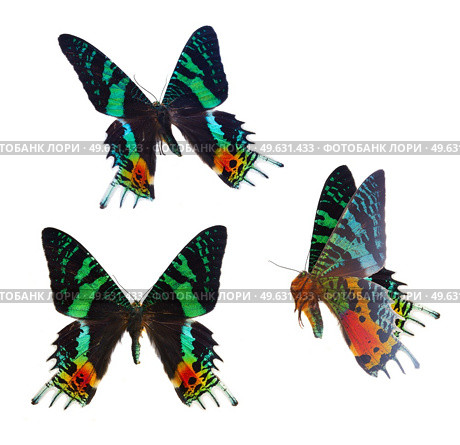 set of chrysiridia rhipheus butterflies over white background. chrysiridia rhipheus butterfly. Стоковое фото, агентство Ingram Publishing / Фотобанк Лори