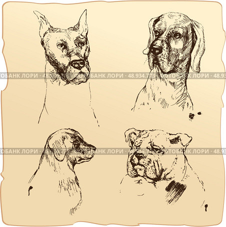 Set of Dogs heads - dalmatian, bloodhound, bulldog hand drawn illustration - sketch in vintage style. Стоковая иллюстрация, агентство Ingram Publishing / Фотобанк Лори