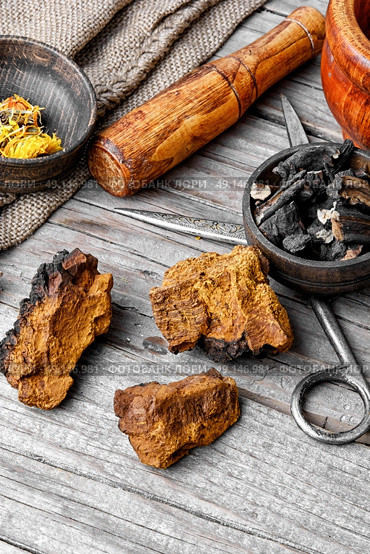 Set of healing herbs. Medicinal Birch fungus of kind mind inonotus obliquus. Стоковое фото, агентство Ingram Publishing / Фотобанк Лори